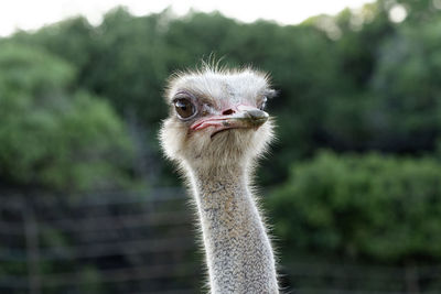 Common ostrich, struthio camelus from brijuni national park