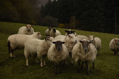 Sheep standing in a field