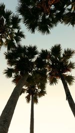 Low angle view of coconut palm trees against sky