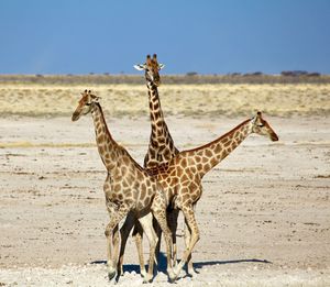 Giraffes standing at field