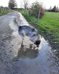View of dog drinking water from puddle