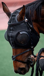 Close-up of horse standing outdoors