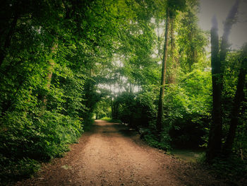 Footpath amidst trees in forest