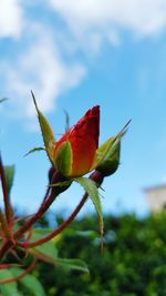 Close-up of red rose bud