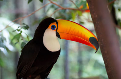 Close-up of a bird