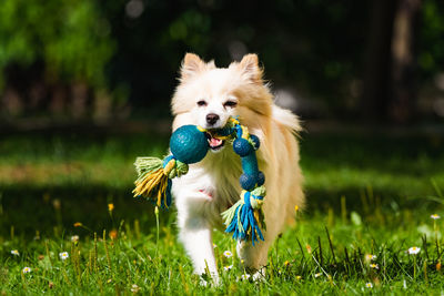 Dog running on field