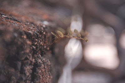 Close-up of leaf on tree trunk