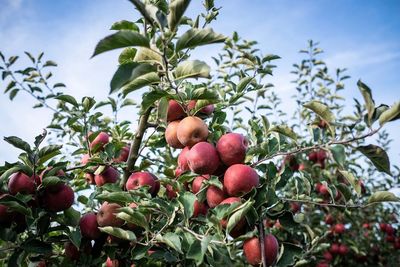 Low angle view of apple fruits growing on tree against sky