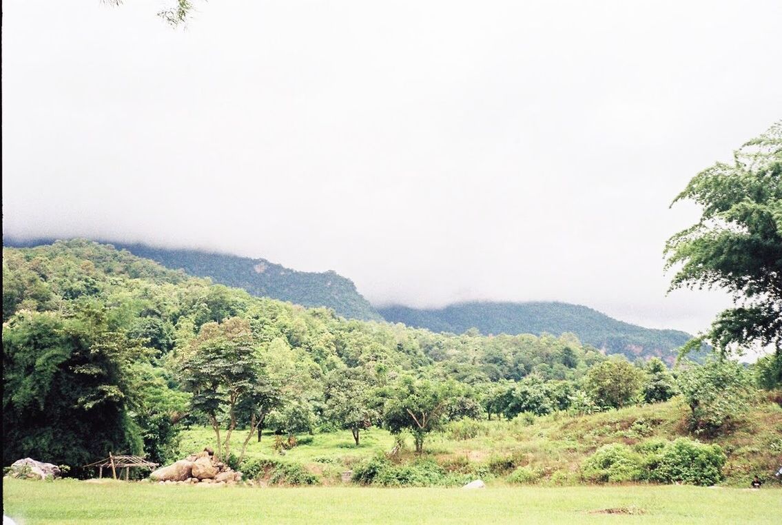 SCENIC VIEW OF TREES ON LANDSCAPE AGAINST SKY