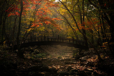 Bridge over river in forest during autumn