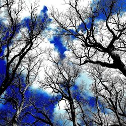 Low angle view of bare trees against blue sky