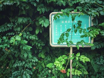 Low angle view of text on ivy against plants