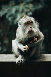 Close-up of monkey sitting on wood