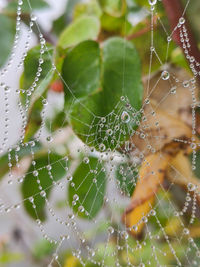 Close-up of water drops on spider web