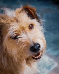 Close-up portrait of a dog