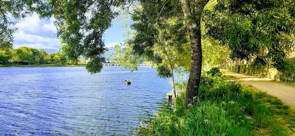 View of birds in the lake