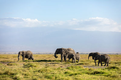 Elephants walking on field against sky