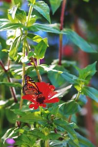 Close-up of red flower
