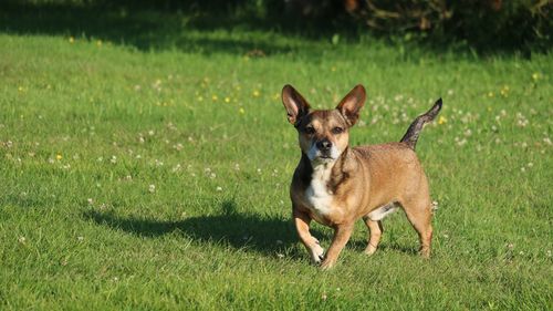 Portrait of a dog on field