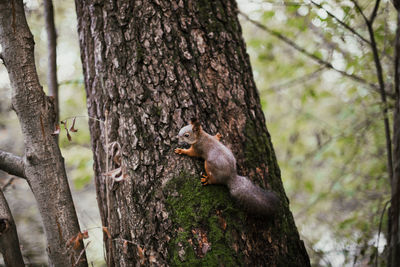 Close-up of squirrel on tree trunk in forest