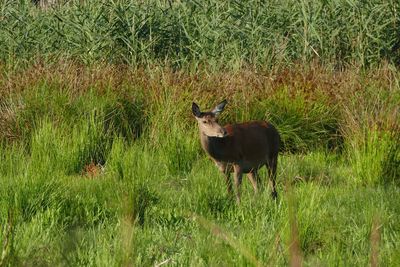 Deer standing in a field