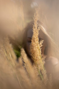 Close-up of crops on field