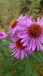 Close-up of pink flowering plant on field