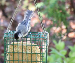 Close-up of bird perching on feeder