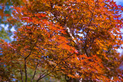 Low angle view of maple tree