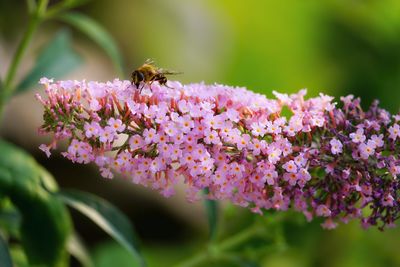 Close-up of bee pollinating on pink flower