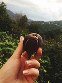 Cropped hand holding fig against plants