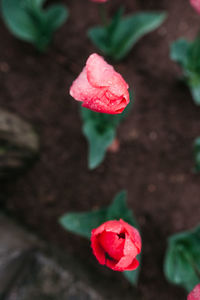 Close-up of pink rose
