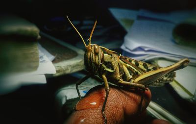 Close-up of insect on hand