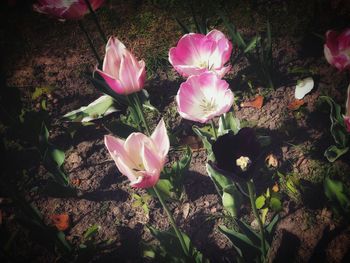 High angle view of pink crocus flowers on field