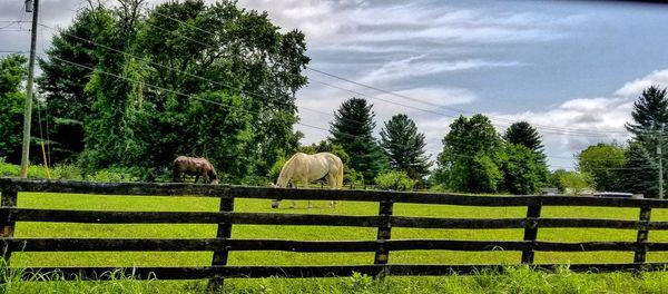 Horses grazing on landscape against sky