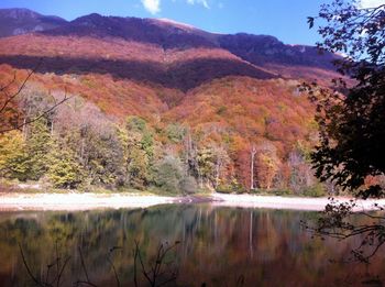 Scenic view of lake in forest