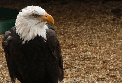 Close-up of eagle