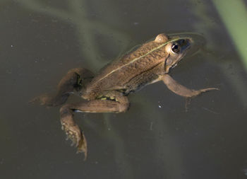 High angle view of frog swimming in lake