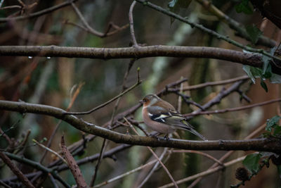 Make chaffinch