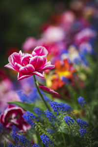 Close-up of pink flowering plants on field