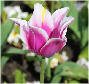 Close-up of pink crocus flower