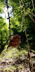 Close-up of dry leaves on branch in forest