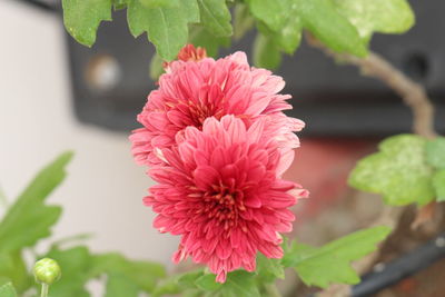 Close-up of pink flowering plant