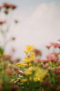 Close-up of yellow flowering plant on field