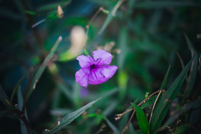 Close-up of purple flowering plant