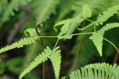 Close-up of leaves