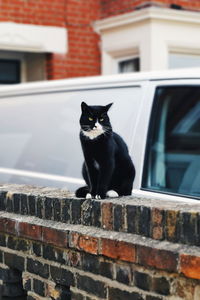 Portrait of black cat sitting on retaining wall