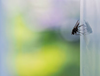 Close-up of fly on leaf