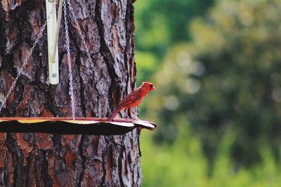 Close-up of bird perching on tree trunk