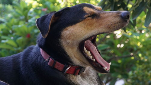 Close-up of dog looking away